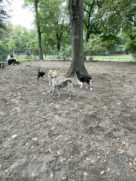 Фото Volkspark Friedrichshain